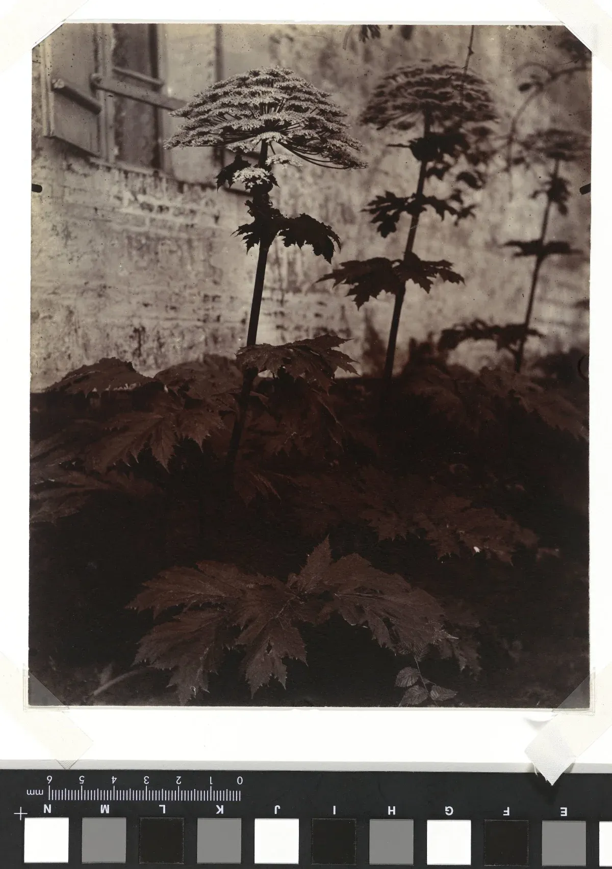 Tall flowering plants casting soft shadows against a stone wall